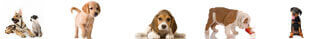 Puppy Border